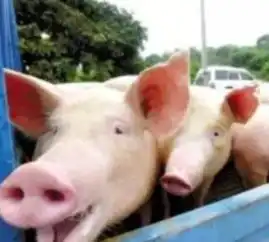  2019年养猪好似赌博