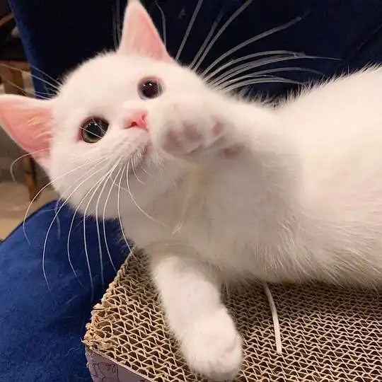 杜宇麒的相册猫猫﹏