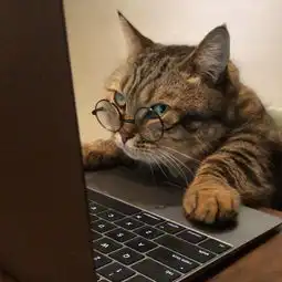  抱了一会橘猫后受了重伤...