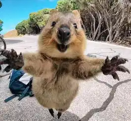  爱跟游客自拍的微笑小动物,萌出了新高度