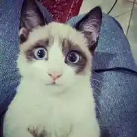  人间无地著相思.林朔原创