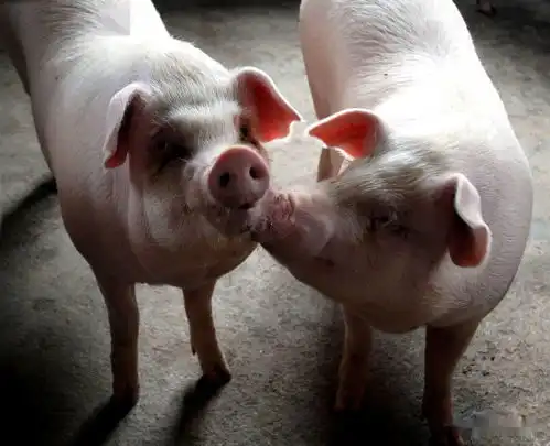  猪价进入拉锯战,马上跌破16元看看养猪多年的大佬怎么说