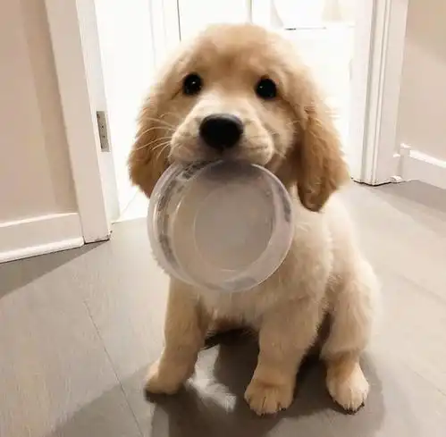  金毛和边牧一言不合就吵了起来,可同伴二哈居然做出这种举动