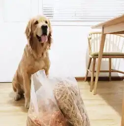  双血统纯种金毛成年犬