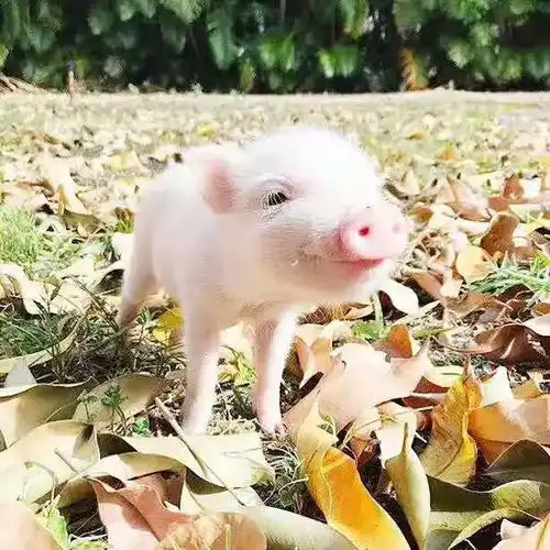  补贴20万80万下半年在这些地方养猪会迎来春天