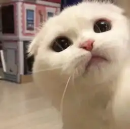  头像我们的爱,可否再来一次梁妙花