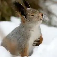  讨人喜欢的可爱小动物兔子头像图片