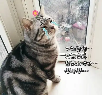  神秘一道光不做单身汪开购