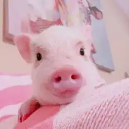  baochun0829的微博微博