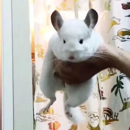  听说看到这样萌萌哒的龙猫,你的愿望也会实现