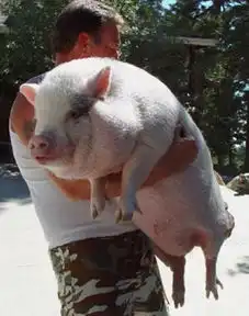  迷你猪真的长不大吗