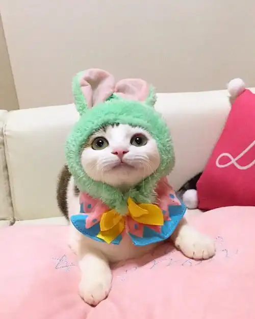  她把食物放在猫咪头上,居然吸引上万粉丝,太萌了