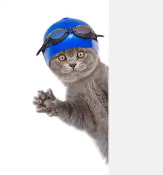  点击来源直接获取大图文件戴着游泳帽和眼镜的猫在白色横幅后面偷看白色背景下孤立的摄影搞笑猫猫高清大图
