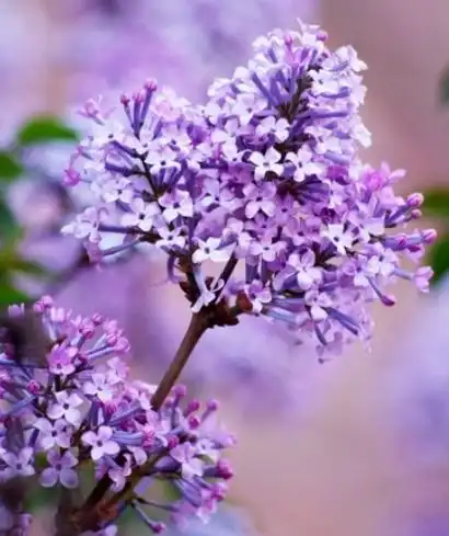  未来7天,喜事如云,4属相迎接大富贵,财运旺盛,大吉大利