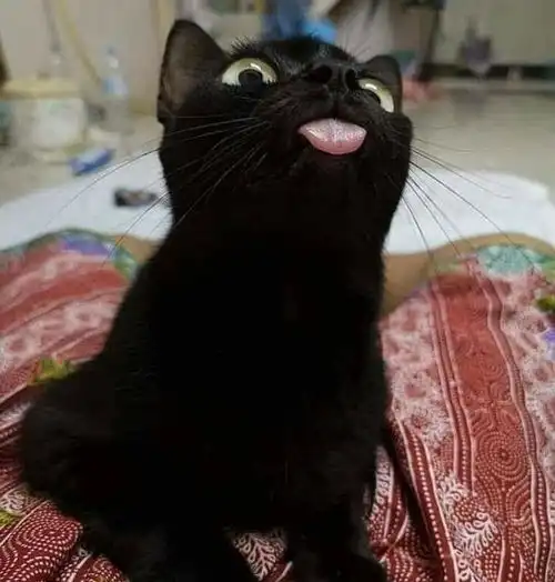  宠物这么做也太可爱了吧太会逗主人开心了