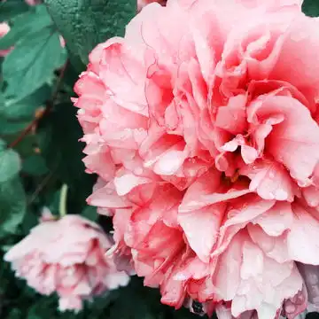  牡丹花图片素材下载植物花草素材下的花卉图片素材