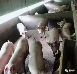  老鸦养猪户对政府不满,原因是