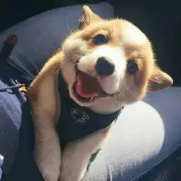  这是怎么品种的狗狗
