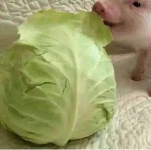  夏天这么好找个人一起融化掉