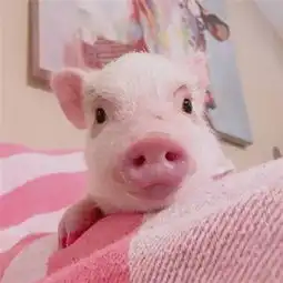  可爱精致的猪猪头像带字高清不想出门的懒散萌猪可爱头像