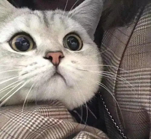  猫咪头像,喜欢喵星人的朋友在哪里