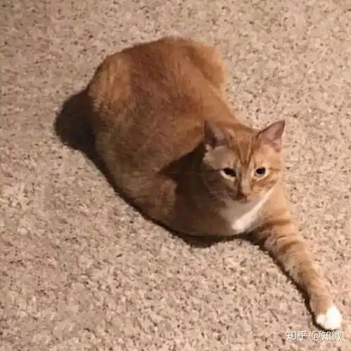  有没有表面上不像情侣头像的情侣头像