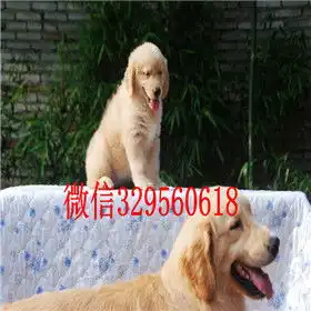  大庆哪里出售金毛犬出售美系美系金毛精品纯种金毛幼犬金毛犬图片