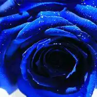  好看的蓝色妖姬微信头像微信头像图片大全