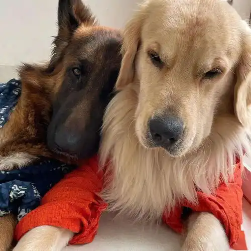  同时养了德牧和金毛,结果它俩灵魂互换了