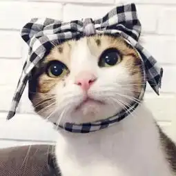 再见,亲爱的