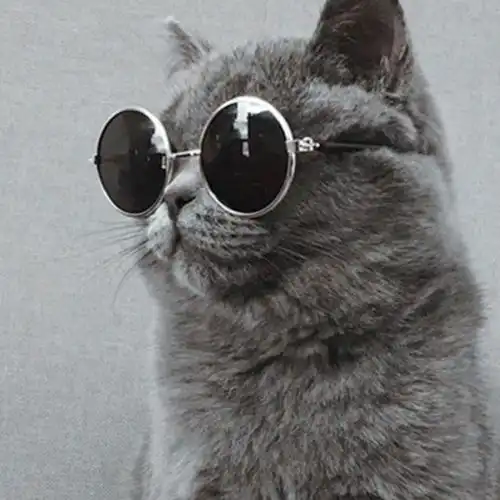  你家宠物开始掉毛了吗