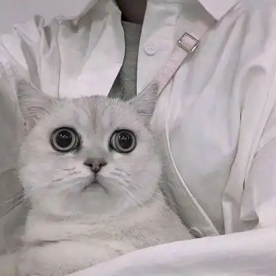 猫咪情侣头像一对两张猫系列情侣头像一左一右
