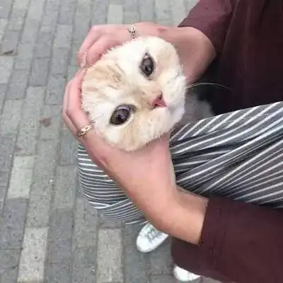  可爱软萌动物情侣头像好看的萌宠情头大全