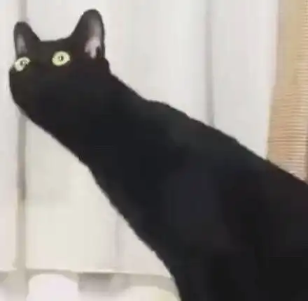 猫咪脚受伤了,在宠物医院包扎出来以后就成了这个样子