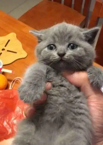  2800买了一只小蓝猫,养了半年后却画风突变,女友看到后笑喷了