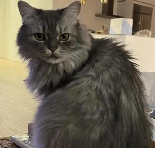  朴信惠结婚倒计时心情大好,先晒猫再晒素颜自拍,立志做最美人妻