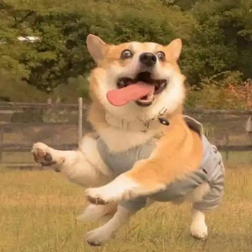  我喜欢的搞怪可爱头像