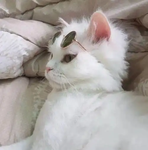 猫咪嗅觉超级无敌灵敏,而且每只猫咪的鼻纹都独一无二哦