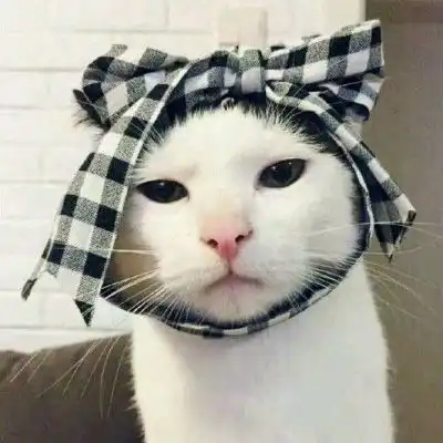  猫咪头像可爱图片萌宠猫咪图片大全可爱