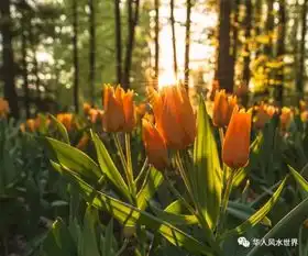  课堂微信头像上的风水学千万要重视