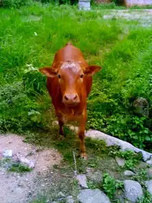  要牛b的头像和网名