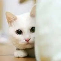  可爱白色猫咪情侣头像微信头像图片大全