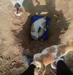  爱猫因病去世,主人埋葬之前特意准备一份大礼,网友看后哭成泪人