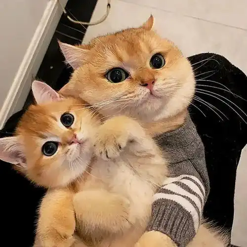  换了这8组猫猫情侣头像的都越来越幸福