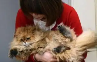  2万卖女儿买猫情侣通过论坛qq群网上找买家卖女儿