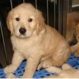  熟食喂狗的建议