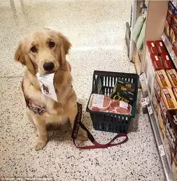  一大金毛帮助患病的主人正常生活,暖人心