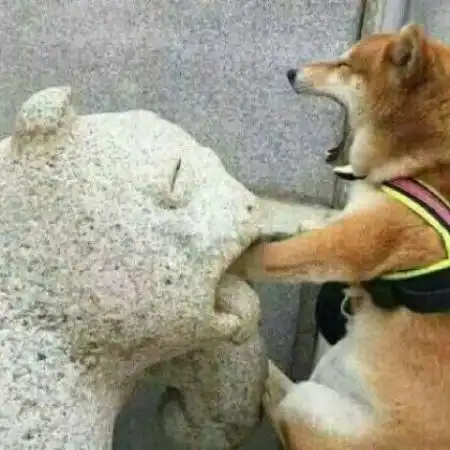  情侣头像搞笑逗比两张,不是人的宠物的真人的都有