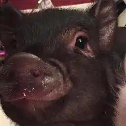  求这两只小猪合照和睡在一起的头像