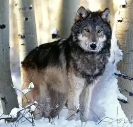  谁日志里有狼的图片